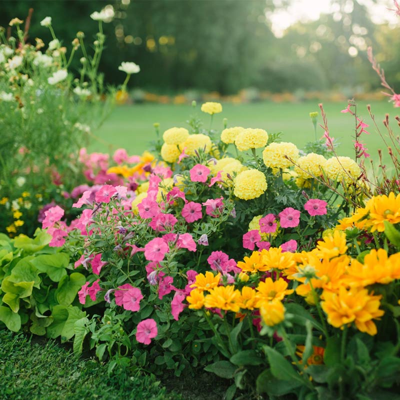 Massifs floraux